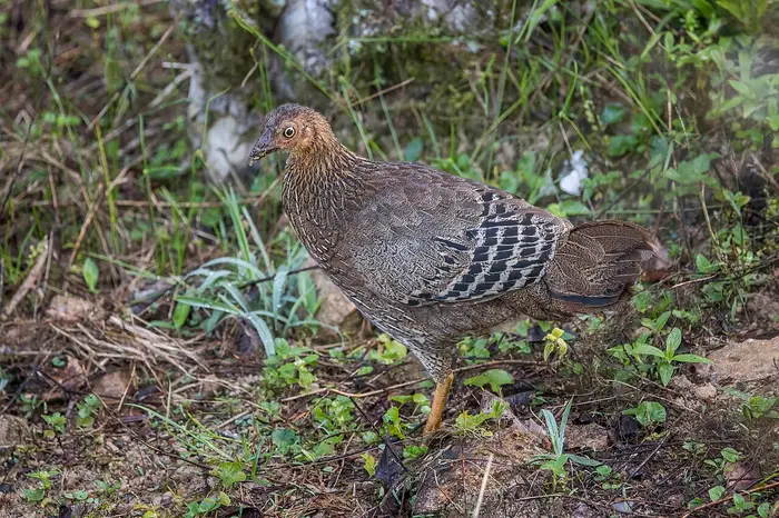 A female Sri Lanka junglefowl on the forest floor
