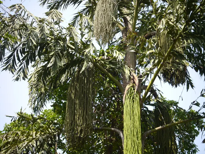 The long hanging flower stalks of a kithul palm, the source of kithul sap