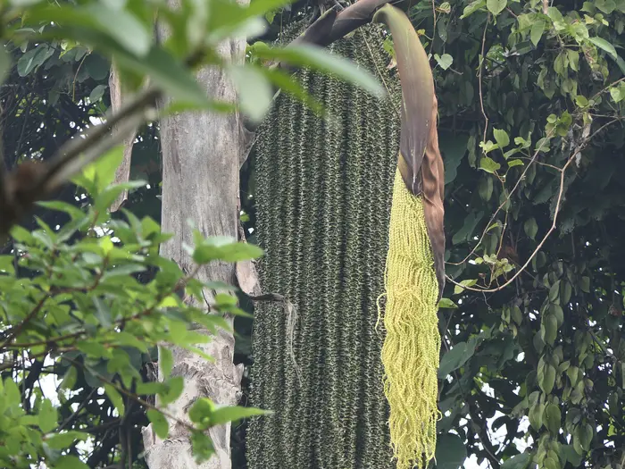 A kithul palm (Caryota urens) with hanging flower stalks