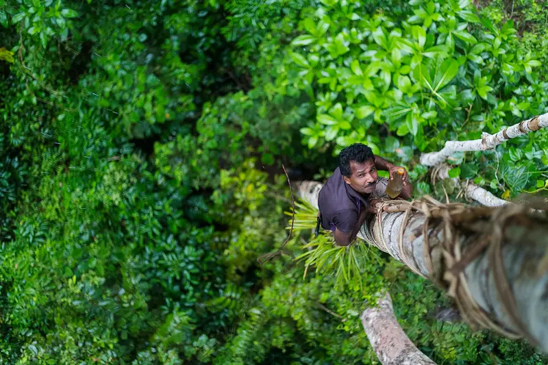 A kithul tapper climbing high into a kithul palm in the forest beside Sinharaja