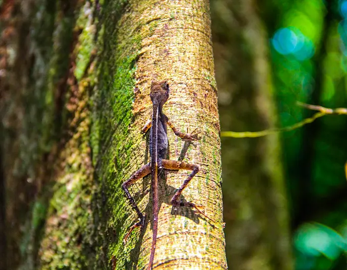 A small lizard on a tree trunk in Sinharaja