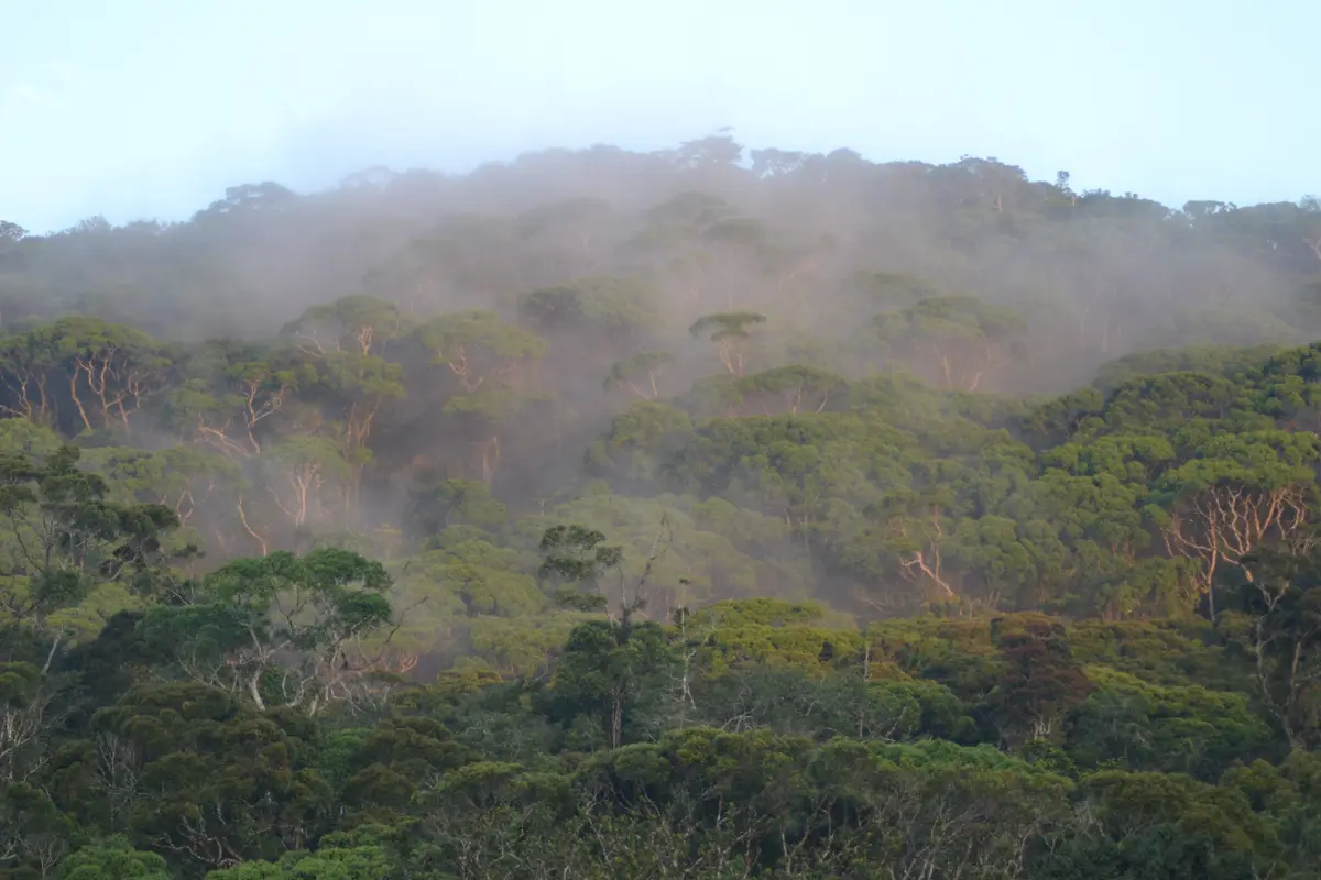 Morning mist rising over the rainforest canopy of Sinharaja, Sri Lanka
