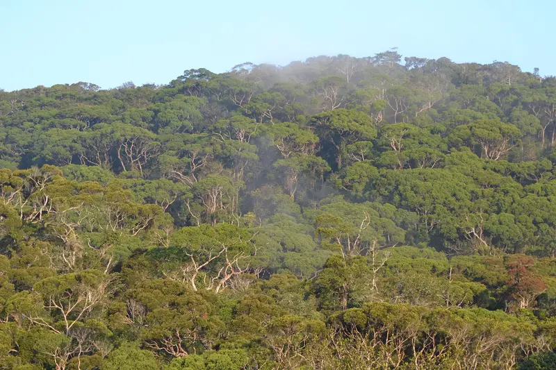 Rainforest canopy of Sinharaja under low cloud
