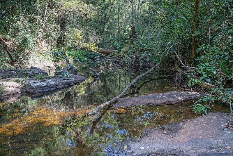 A clear stream and fallen trees inside Sinharaja Forest Reserve