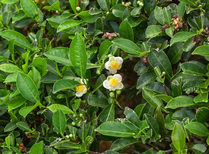 Tea leaves and flower on a tea bush